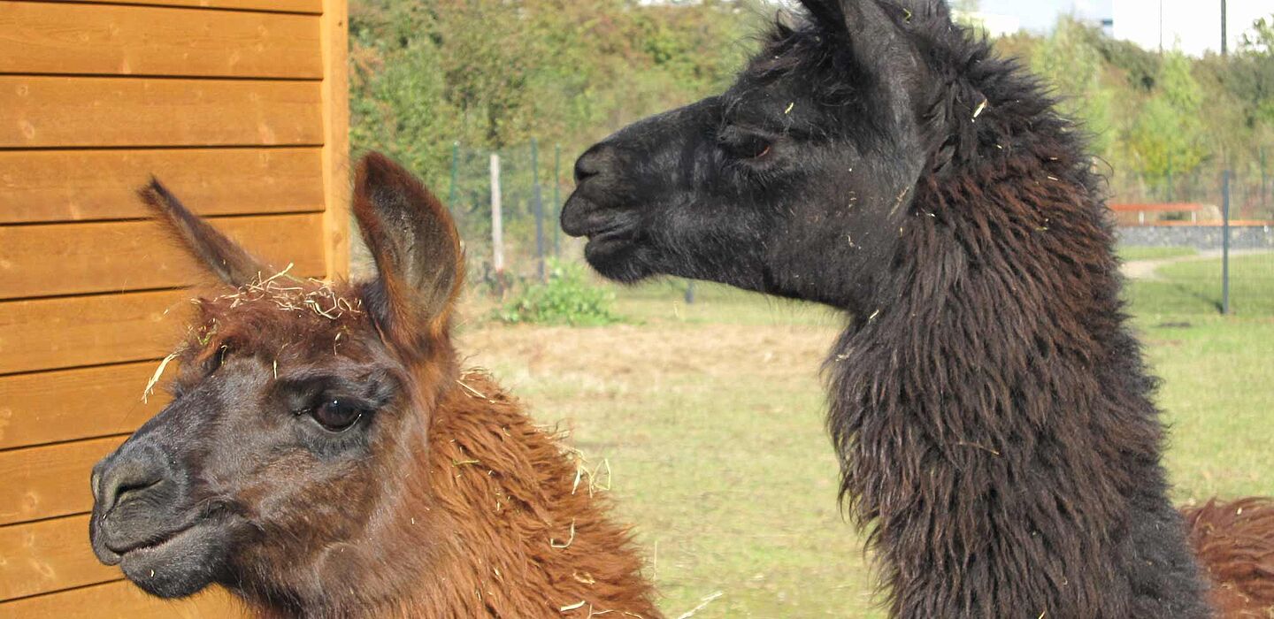 2 Lamas - ein braunes und ein schwarzes - schauen in die Kamera