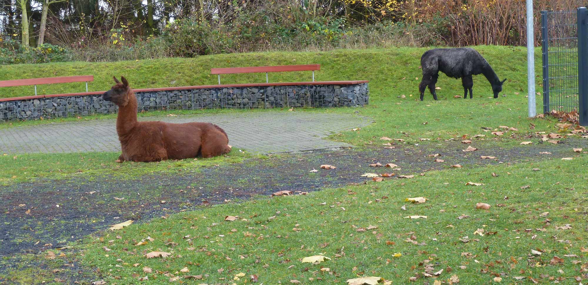 Ein Lama sitzt auf einer Wiese im Känguruland