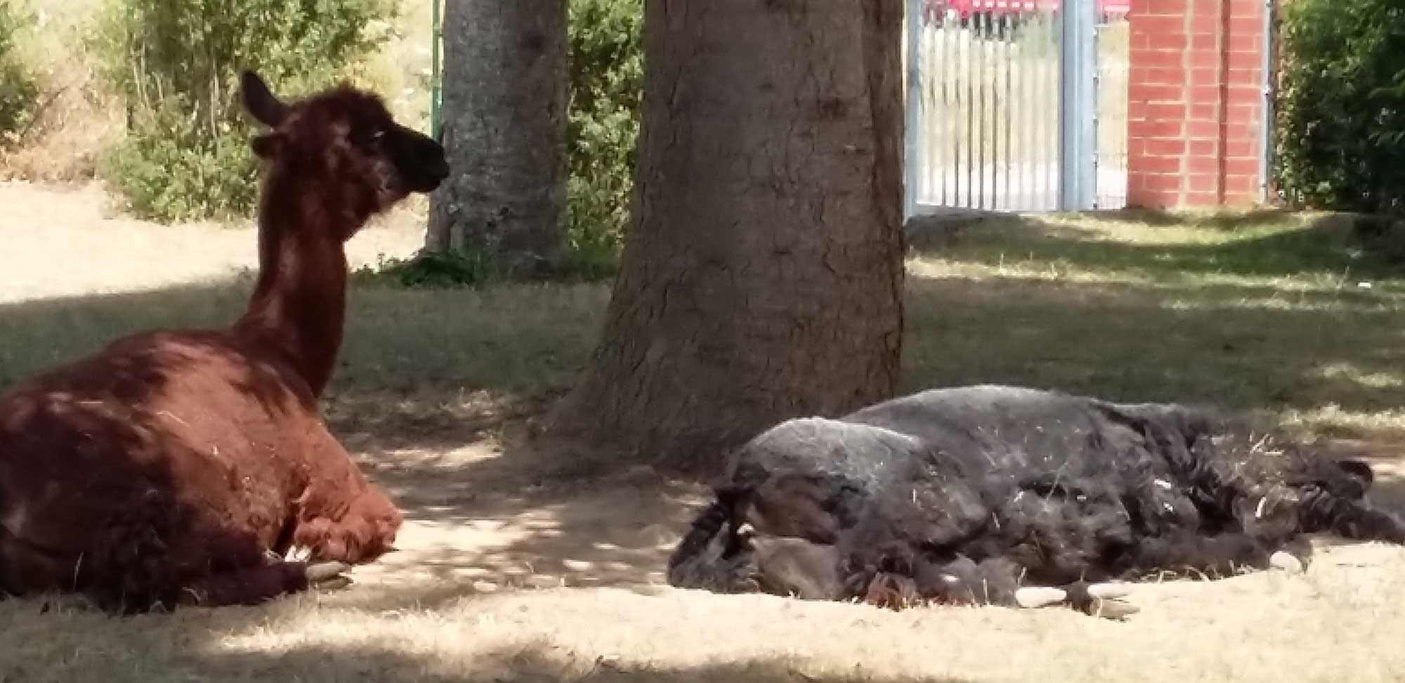 Ein Lama liegt im Schatten eines Baumes